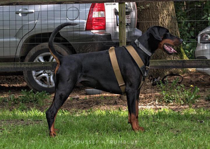 BESTIA DOG SPORT GripPro Heavy Duty Harness - Trenches of Mariana