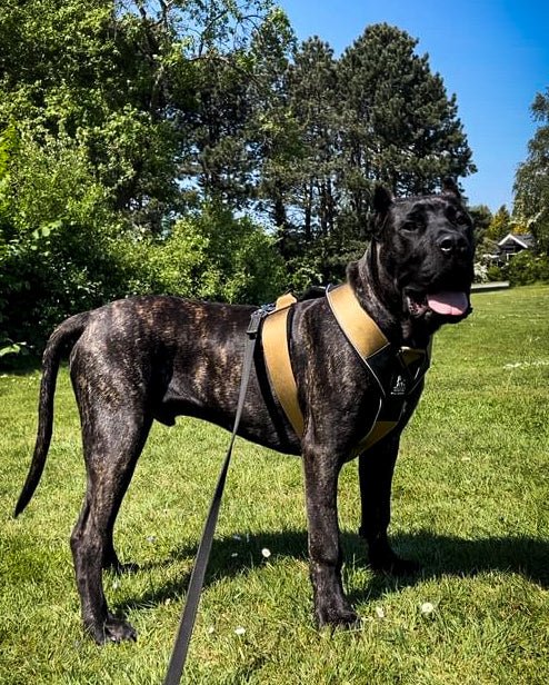 BESTIA DOG SPORT GripPro Heavy Duty Harness - Trenches of Mariana