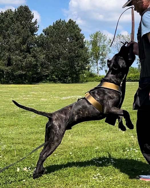 BESTIA DOG SPORT GripPro Heavy Duty Harness - Trenches of Mariana