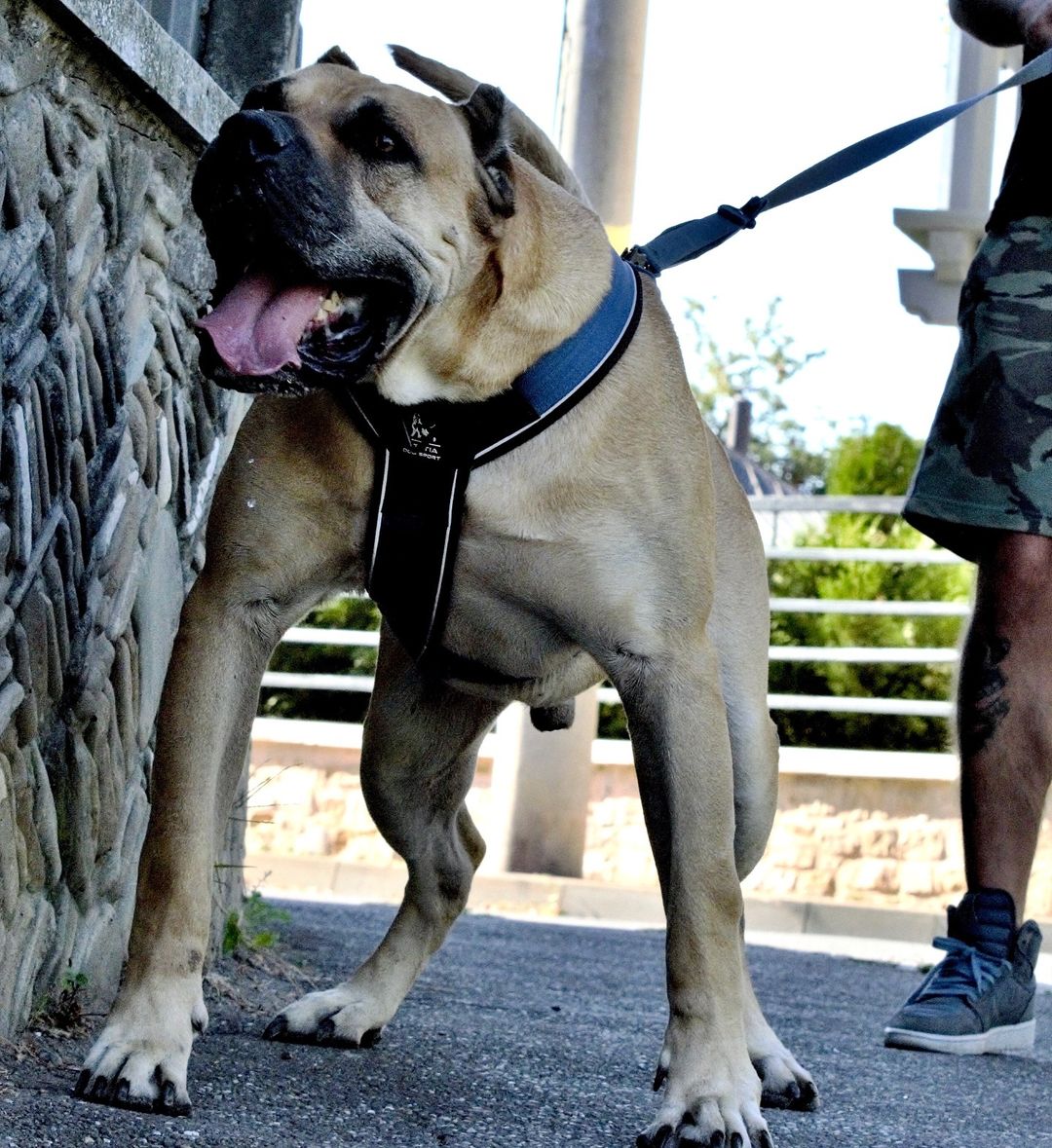 BESTIA DOG SPORT GripPro Heavy Duty Harness - Trenches of Mariana